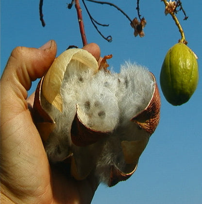 Kapok Fiber Fill Stuffing - Organic
