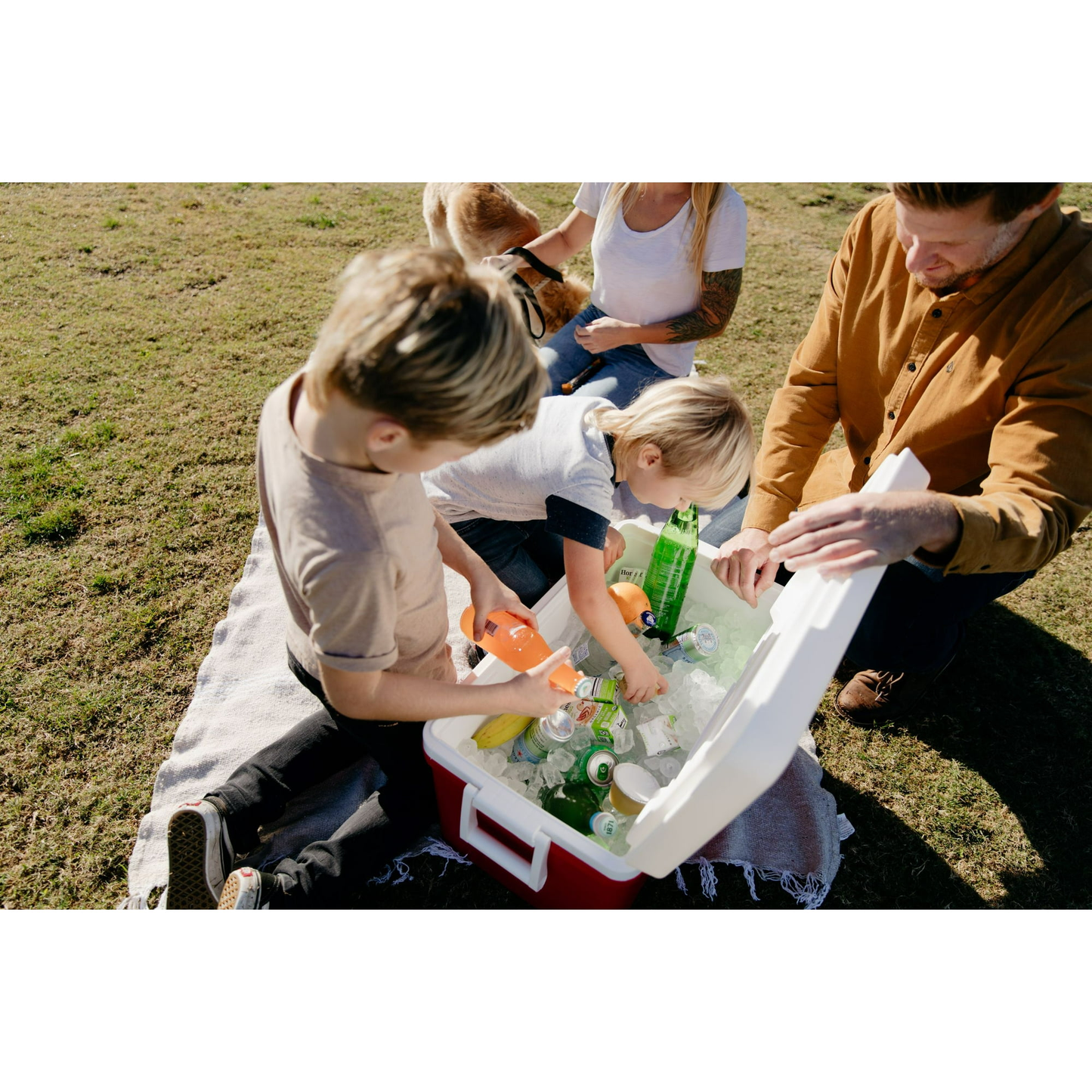 Igloo 48 QT Laguna Hard-Sided Ice Chest Cooler with Multi-Color Variation for Durable Outdoor Use and Easy Identification